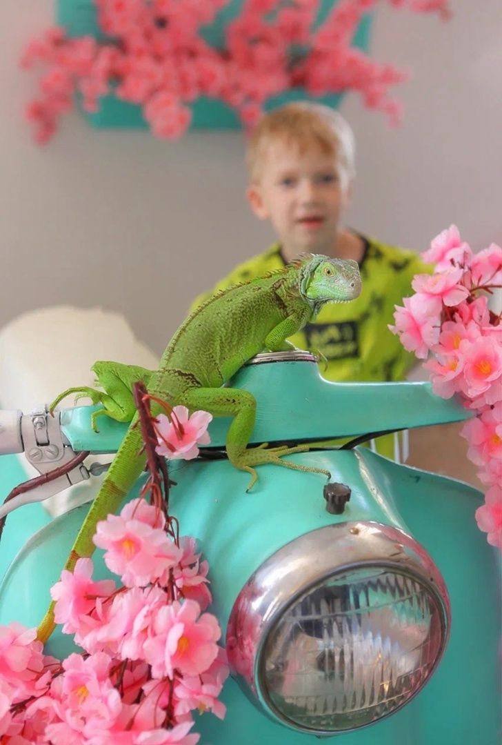 Аренда фотостудии Зоофотостудия Зал Скутер тиффани в Москве | Фото 