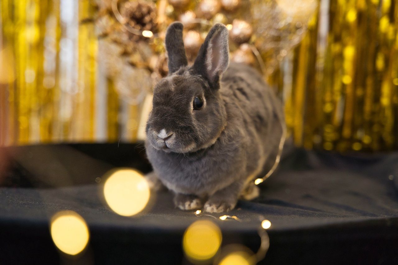 Изображение статьи