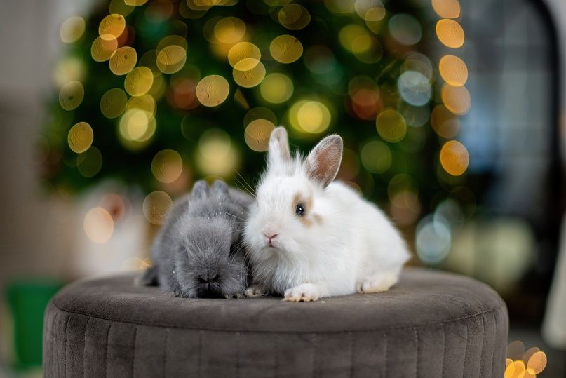 Аренда фотостудии Апрель Зал Основной  в Стерлитамаке | Фото 