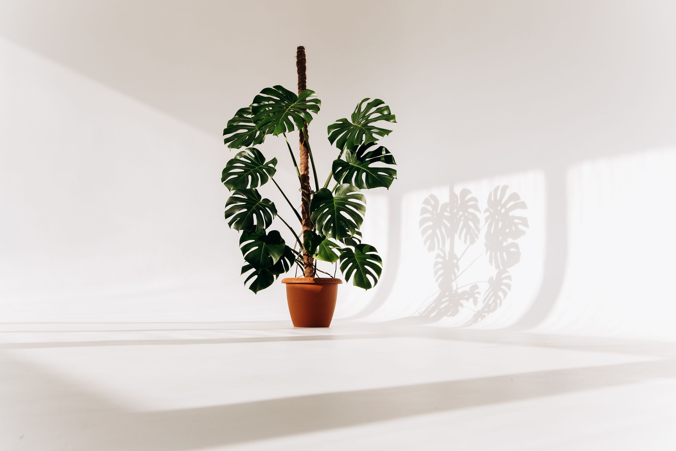 Аренда фотостудии SVETLO Зал Циклорама в Новосибирске | Фото 